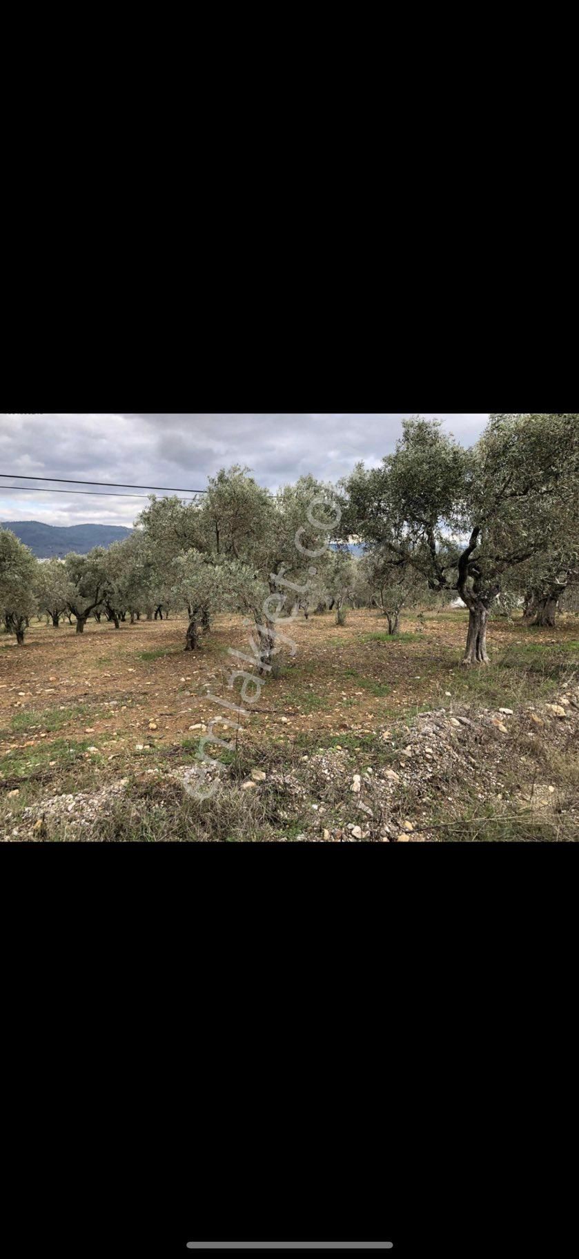 Sahibinden Yola Sıfır Zeytinlik