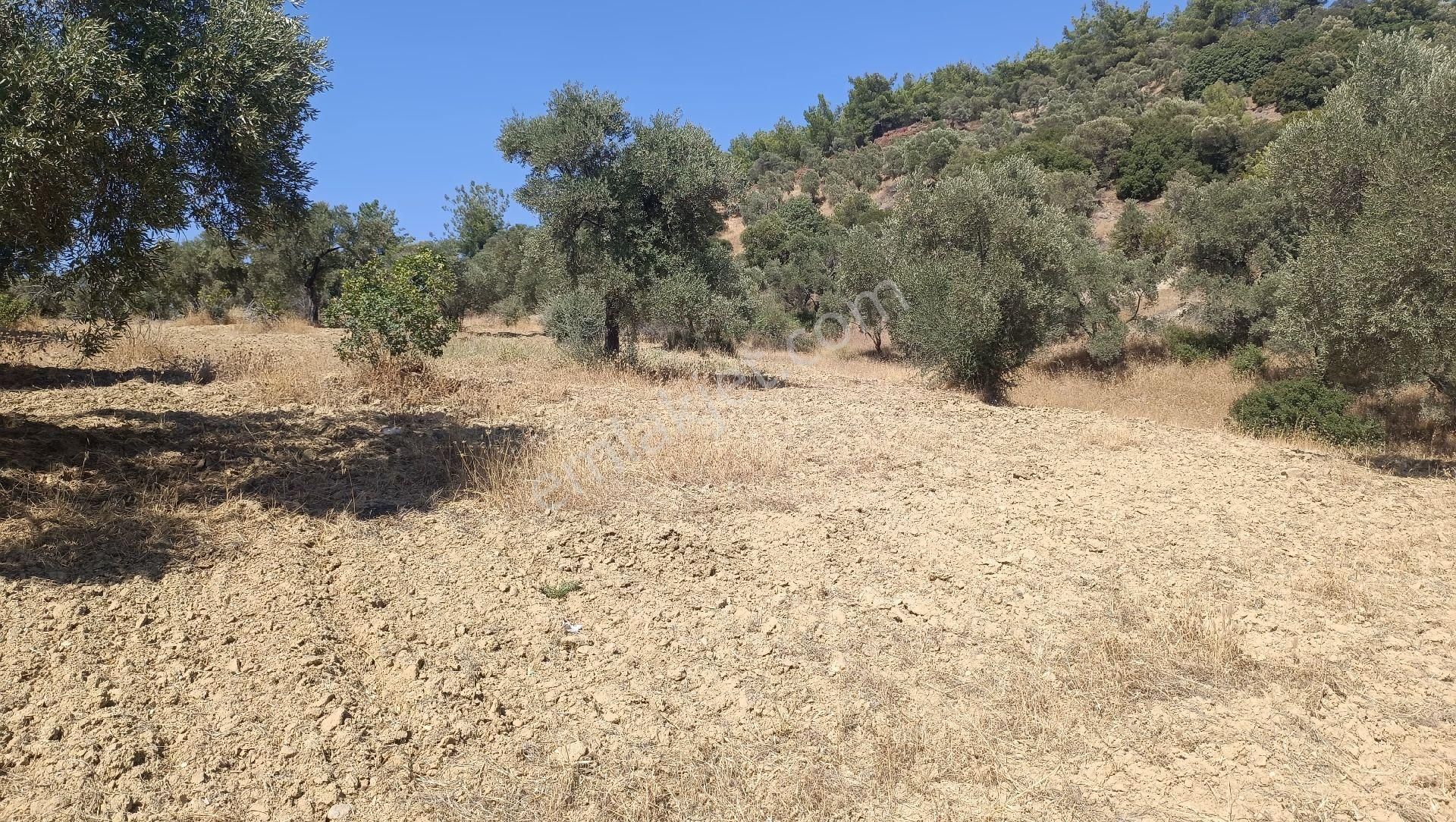 Satılık Bakımlı Zeytin Bahçesi - Görsel 18