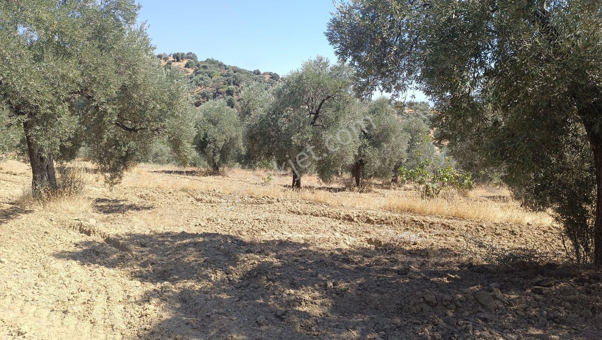 Satılık Bakımlı Zeytin Bahçesi - Görsel 10