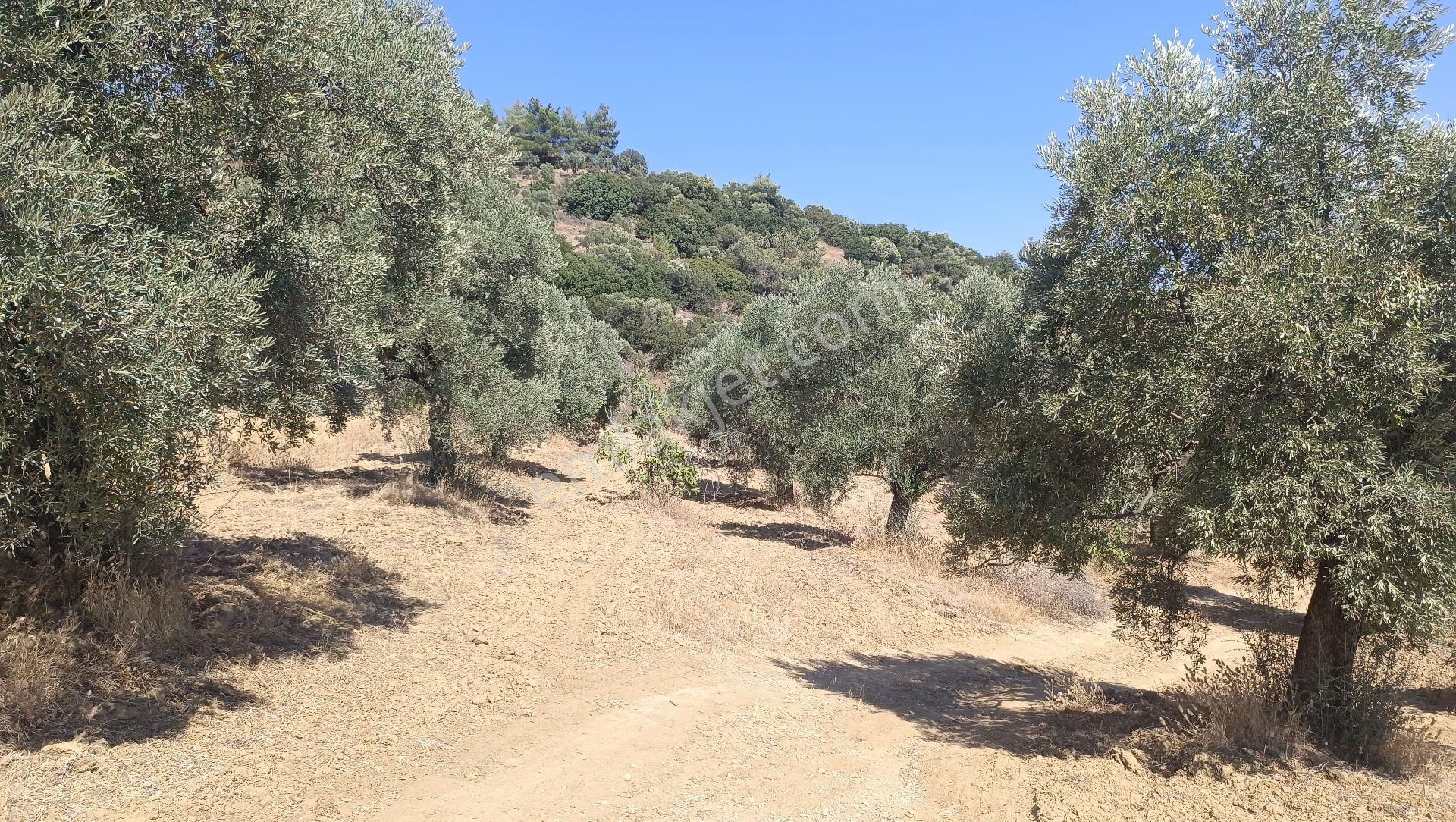 Satılık Bakımlı Zeytin Bahçesi - Görsel 8