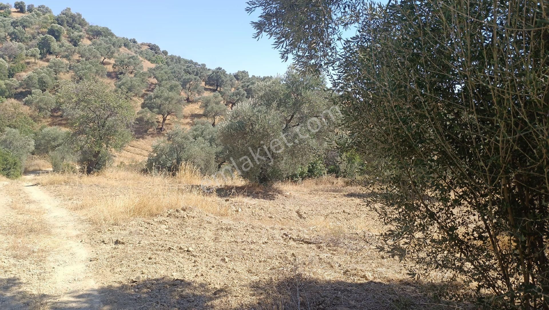 Satılık Bakımlı Zeytin Bahçesi - Görsel 2