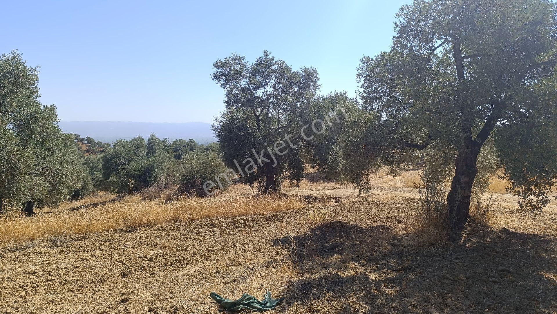 Satılık Bakımlı Zeytin Bahçesi - Görsel 7