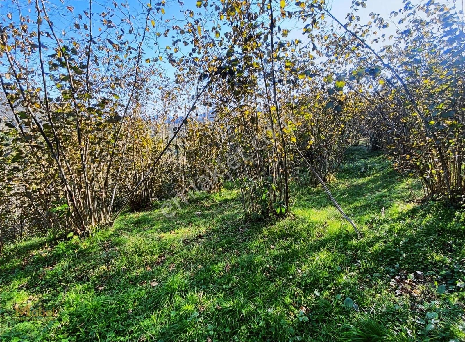 Acill ! Fatsaya 3 Dk Kılıçlı Mah. Dere Kenarı Satılık Düz Arsa - Görsel 4