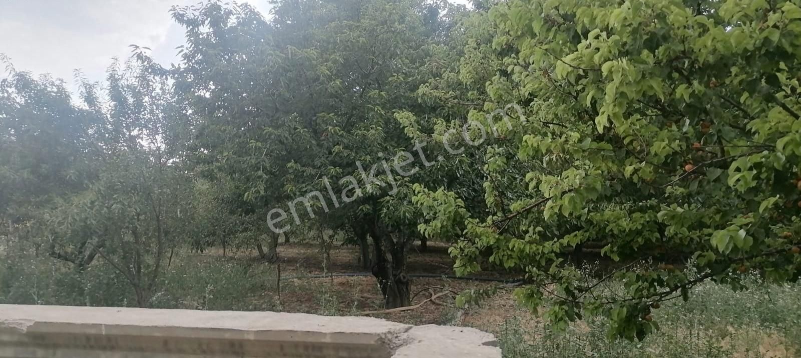 Ladikte Yetişmiş Ağaçlarıyla Süper Bahçeli Ev - Görsel 32
