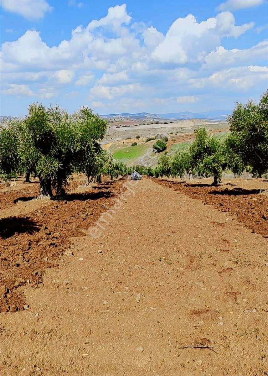 Metyap Konut'tan Acil Satlık Kilis Musabeyli Zeytinbağı Köyünde - Görsel 5