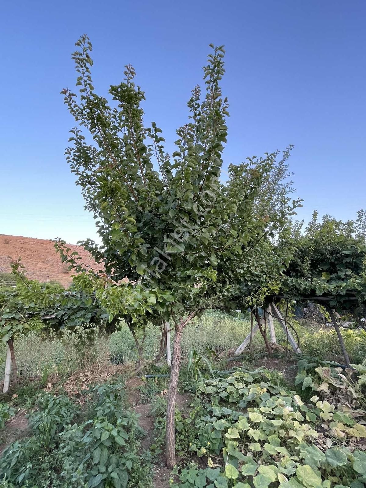 Çayırbağında Satılık Müstakil 320 M2 Bahçe Ve Evi - Görsel 7