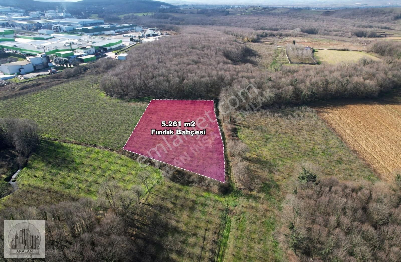 Söğütlü 3. Organize Sanayi Bölgesinin Dibinde 5.261 M2 Fındıklık - Görsel 6