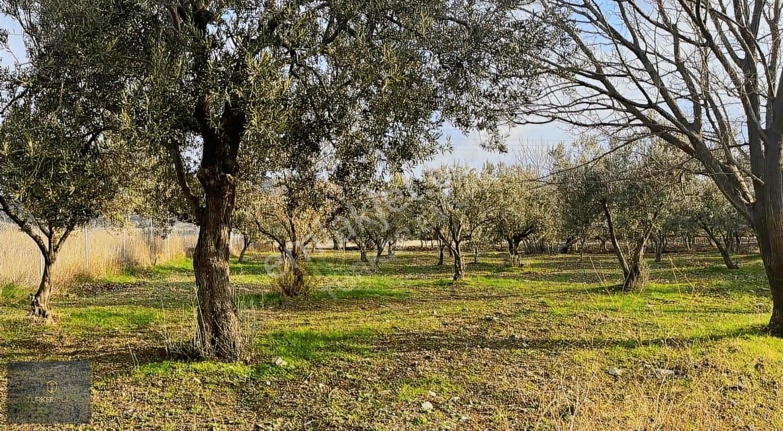 Türker Emlak'tan Samurlu'da Muhteşem Zeytinli Tarla 1314m² - Görsel 3