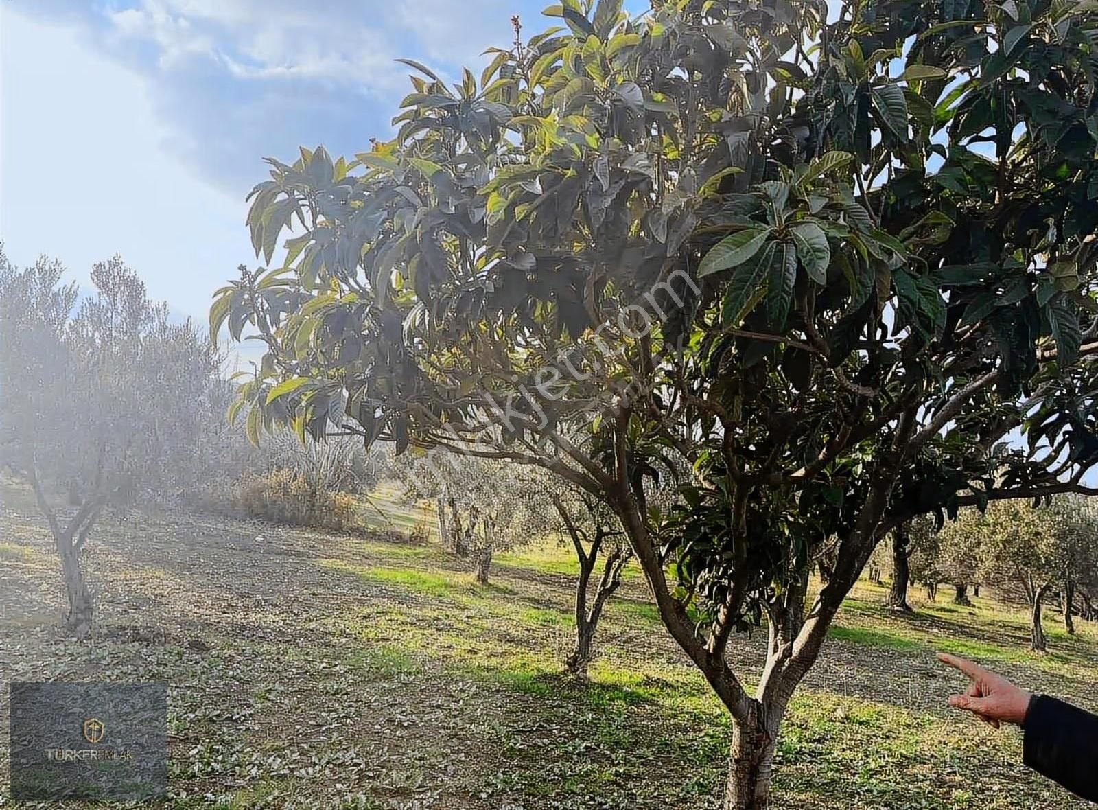 Türker Emlak'tan Samurlu'da Muhteşem Zeytinli Tarla 1314m²