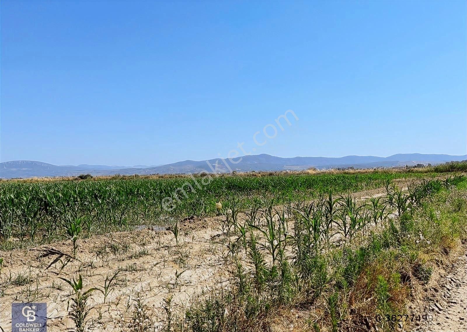 Milas Koru'da 7.5 Dönüm Yola Sıfır Tarla - Görsel 4