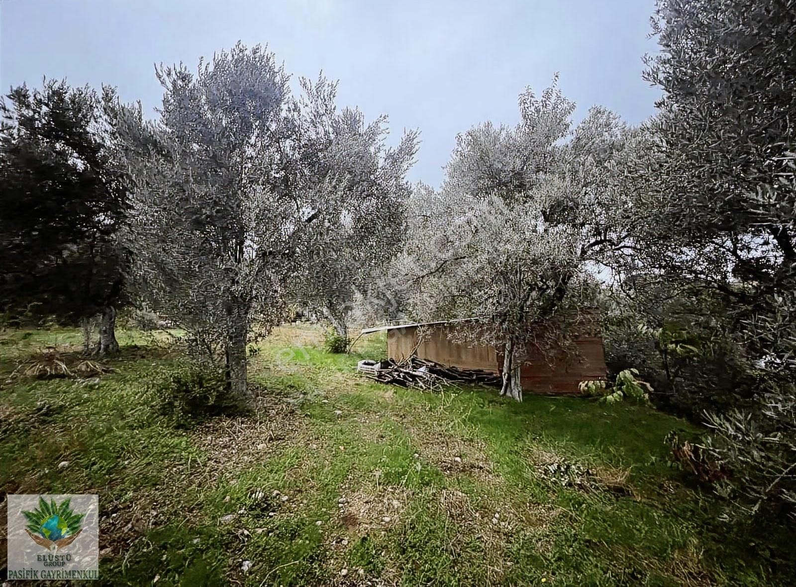 Pasifikten Kemalpaşada Satılık 4.280 M² Arazi Ve Tripleks 2 Ev - Görsel 12