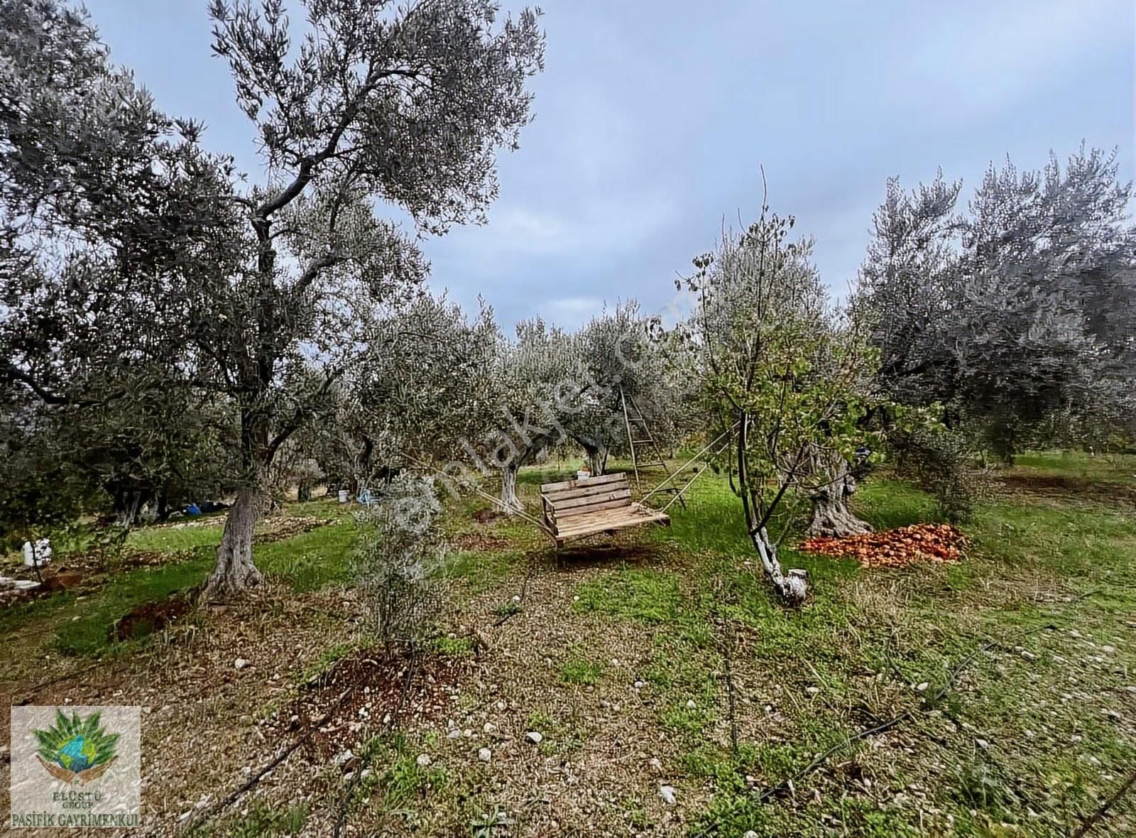 Pasifikten Kemalpaşada Satılık 4.280 M² Arazi Ve Tripleks 2 Ev - Görsel 11