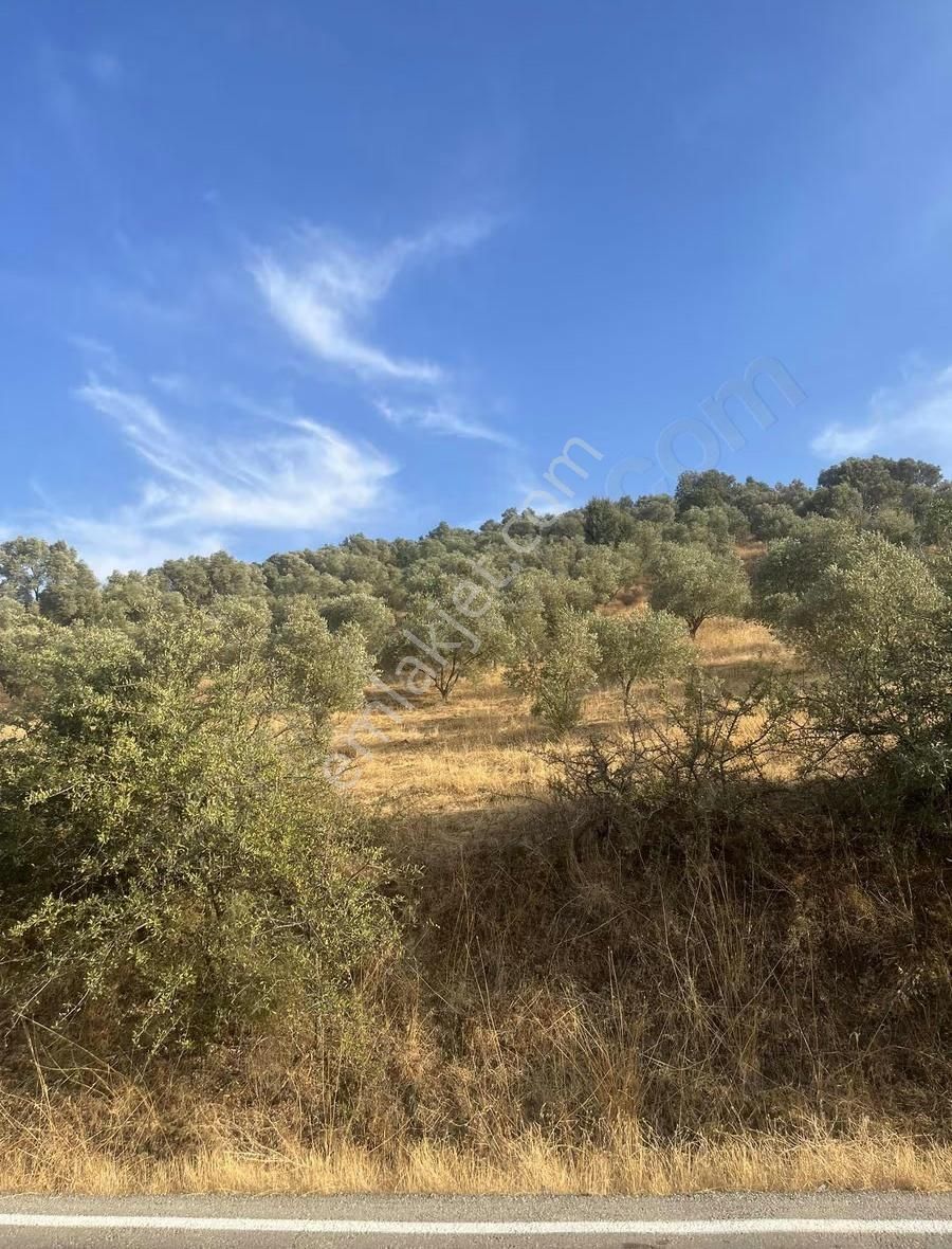 İzmir Ödemiş Bozcayaka Da 2150 M2 Köy Yakını Asfalt Cepheli - Görsel 13