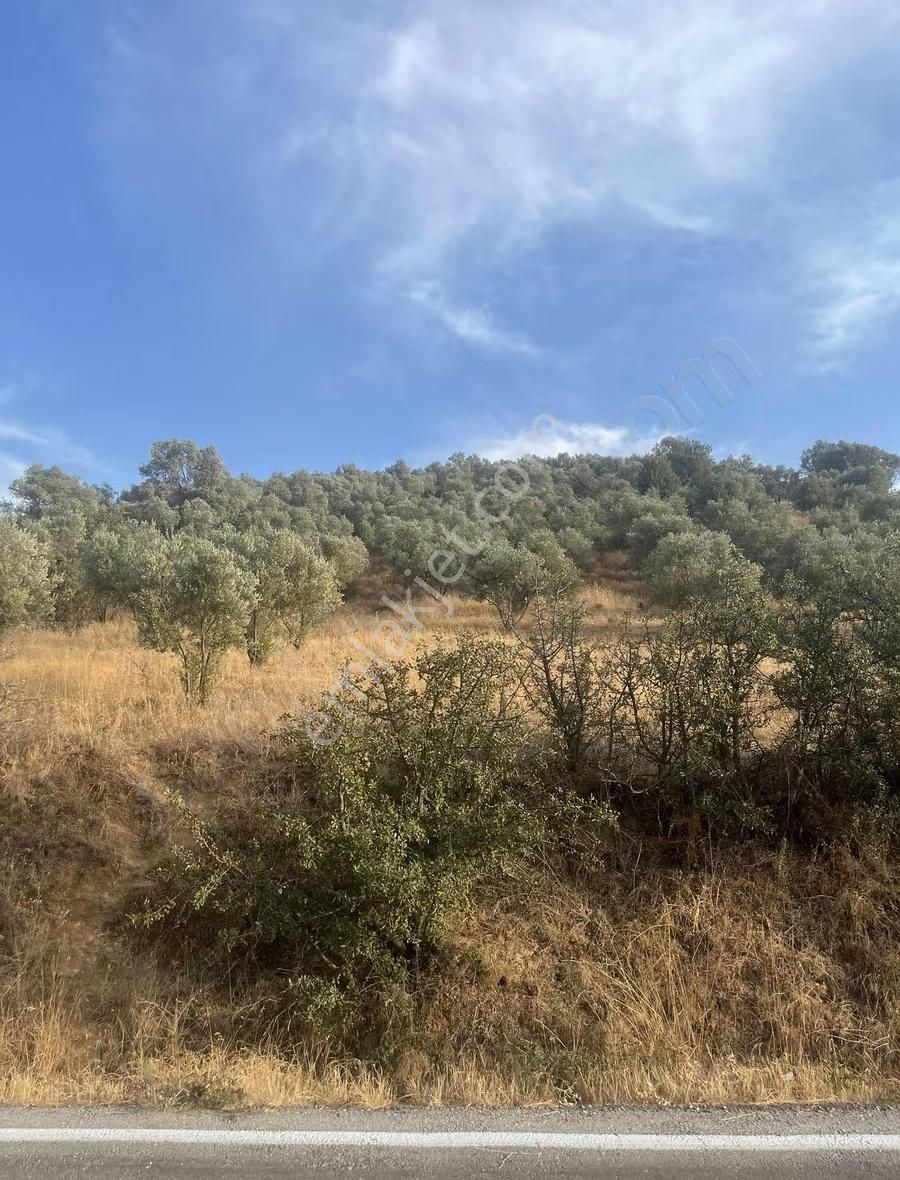 İzmir Ödemiş Bozcayaka Da 2150 M2 Köy Yakını Asfalt Cepheli - Görsel 11