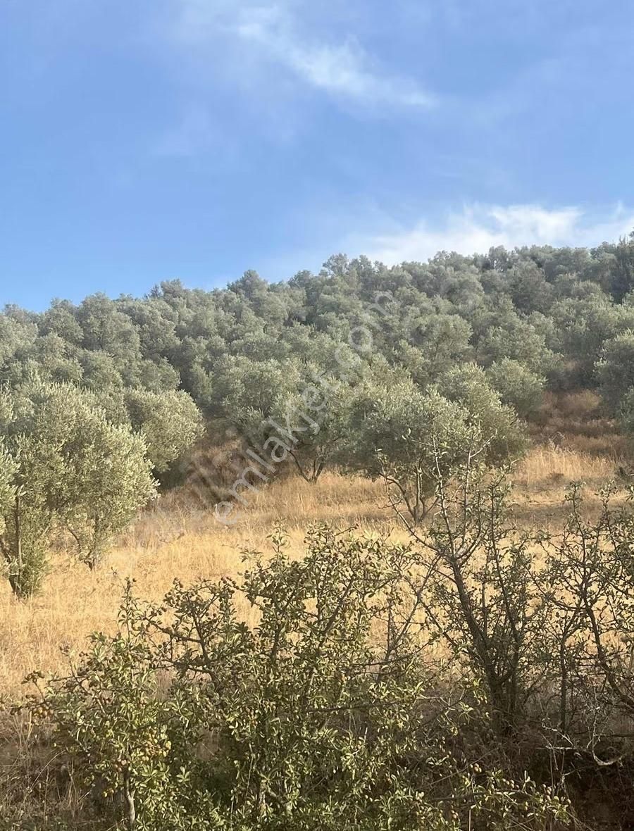 İzmir Ödemiş Bozcayaka Da 2150 M2 Köy Yakını Asfalt Cepheli - Görsel 17