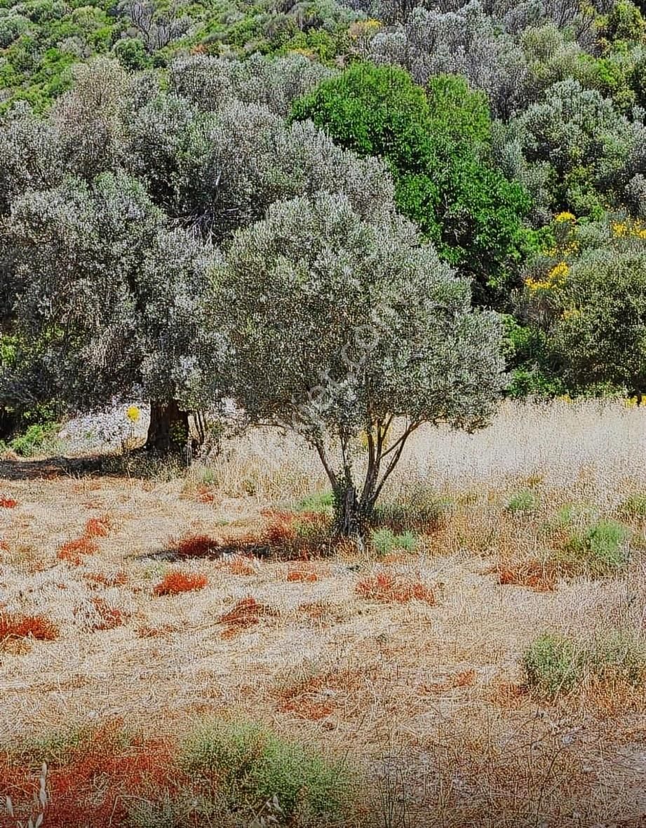 İzmir'in En Çok Değer Kazanan Bölgesinde Denize Yakın 911 M2 - Görsel 15