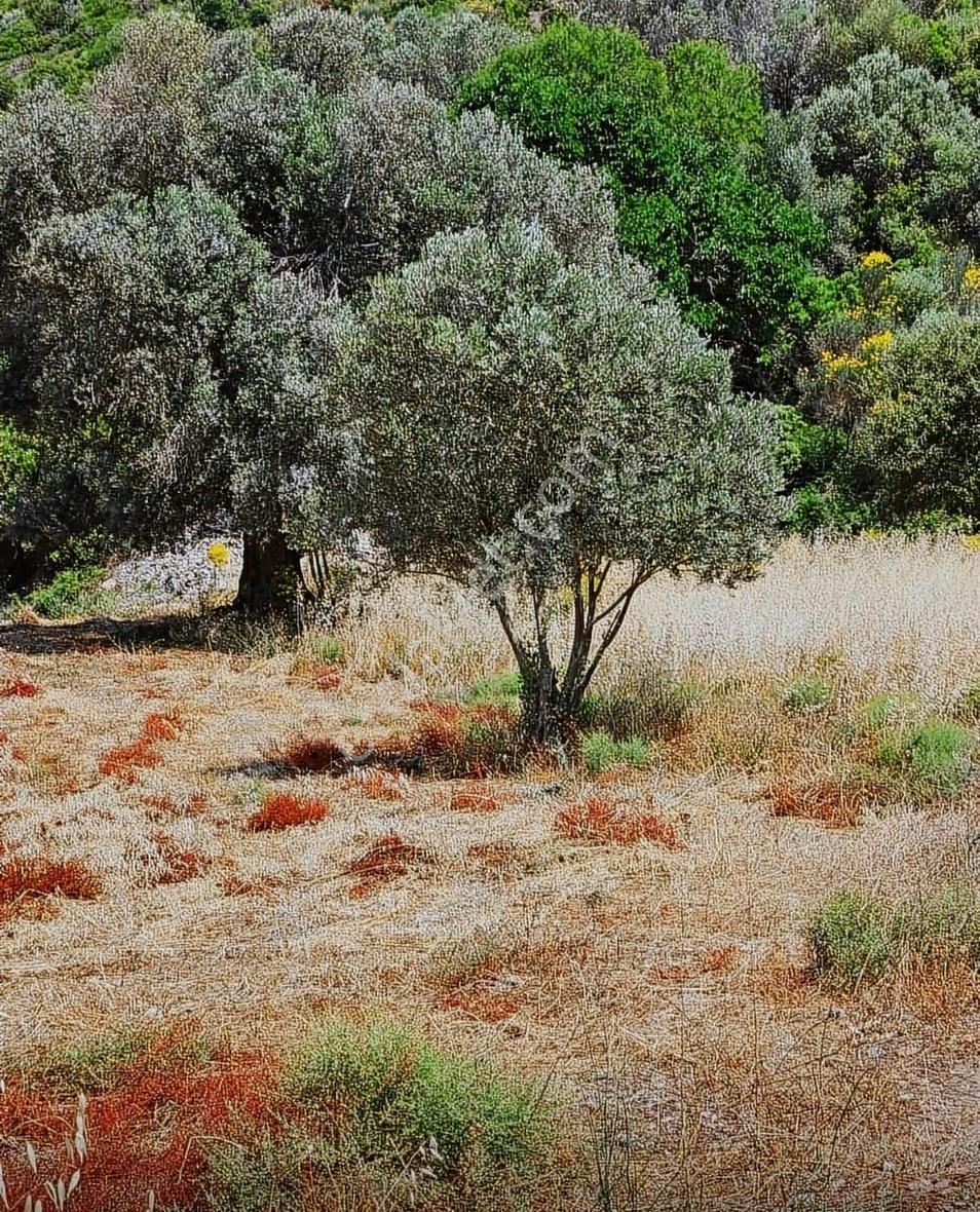 İzmir'in En Çok Değer Kazanan Bölgesinde Denize Yakın 911 M2 - Görsel 22