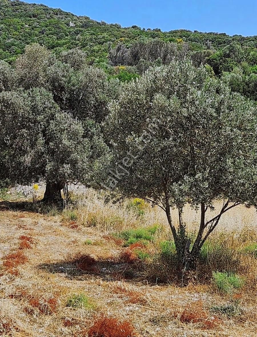 İzmir'in En Çok Değer Kazanan Bölgesinde Denize Yakın 911 M2 - Görsel 2