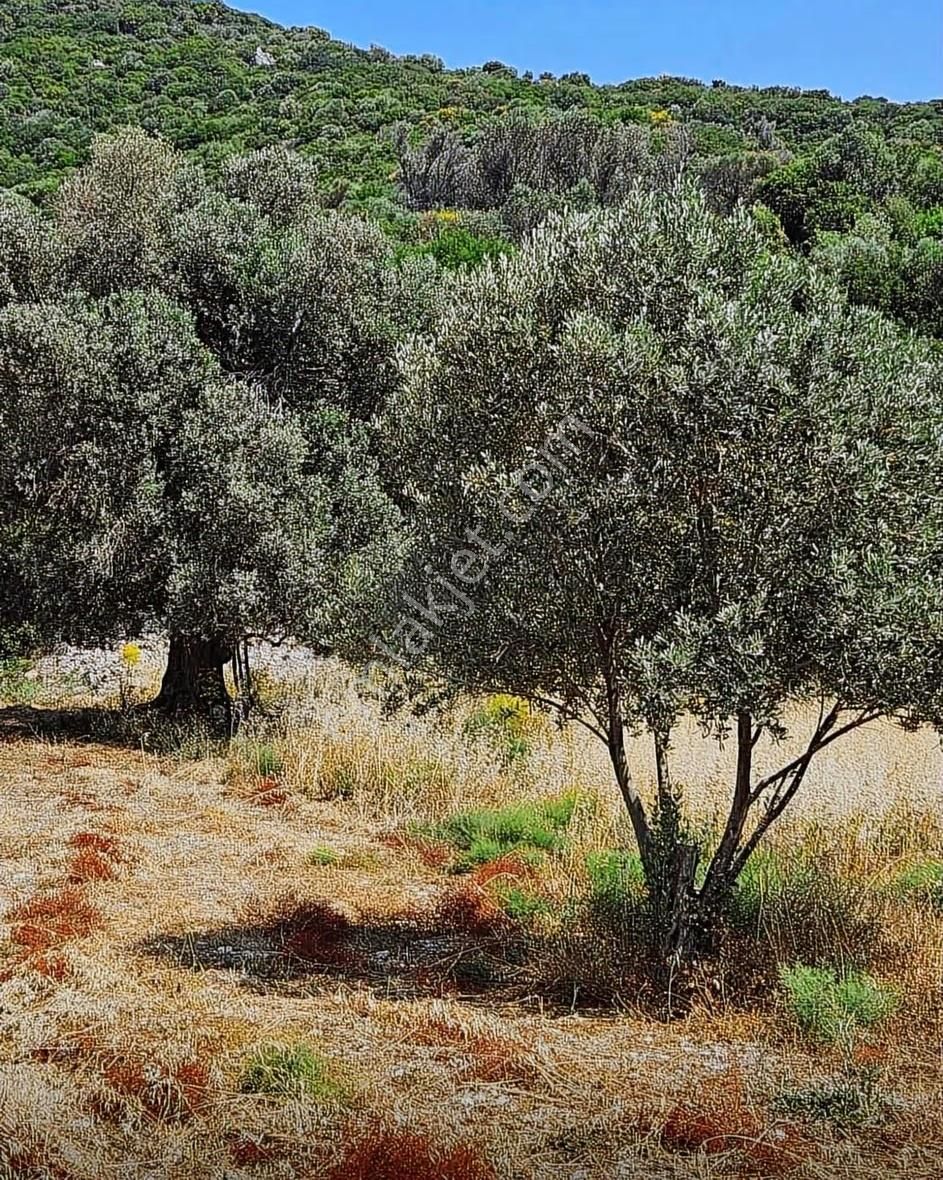 İzmir'in En Çok Değer Kazanan Bölgesinde Denize Yakın 911 M2 - Görsel 21