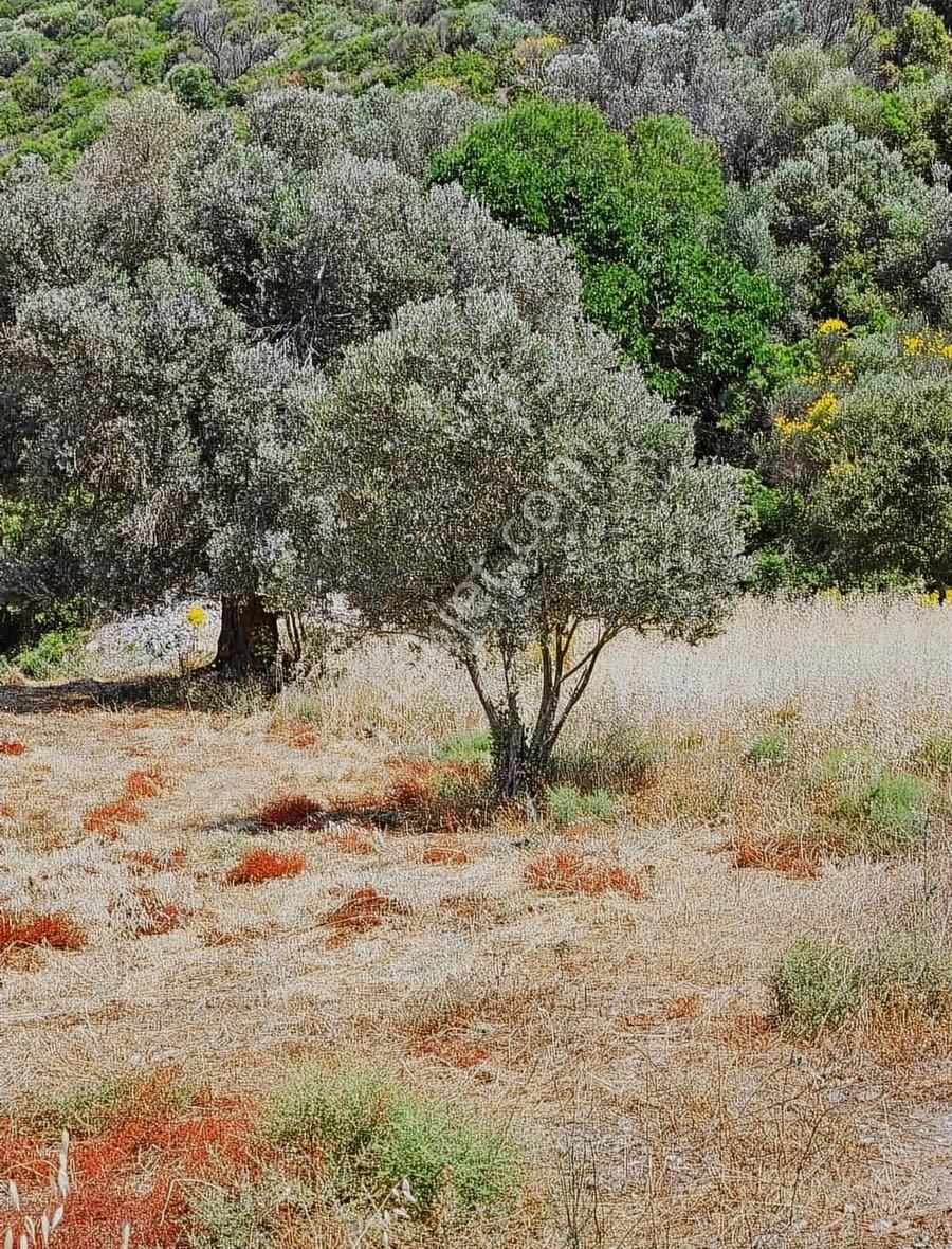İzmir'in En Çok Değer Kazanan Bölgesinde Denize Yakın 911 M2 - Görsel 5