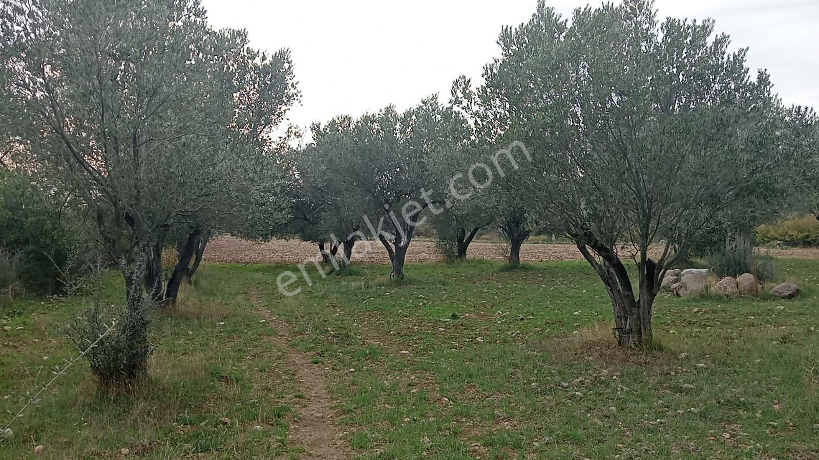 Göçbeyliye 650 Metre Mesafede 7280 M2 Zeytinlik - Görsel 10