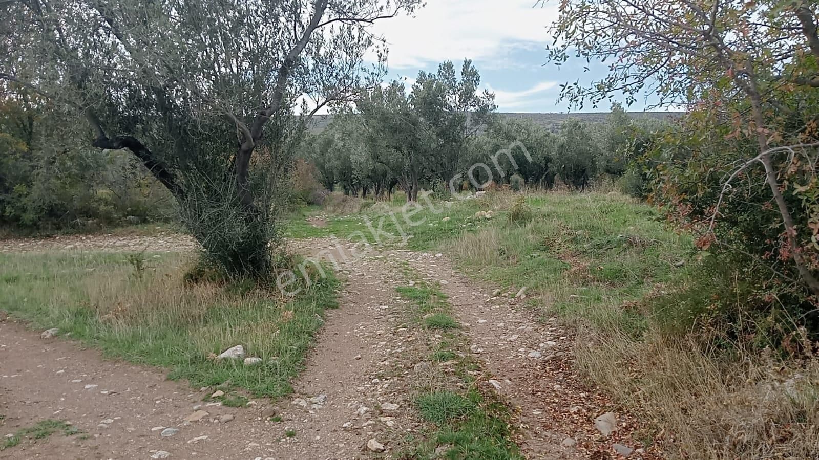 Göçbeyliye 650 Metre Mesafede 7280 M2 Zeytinlik - Görsel 7