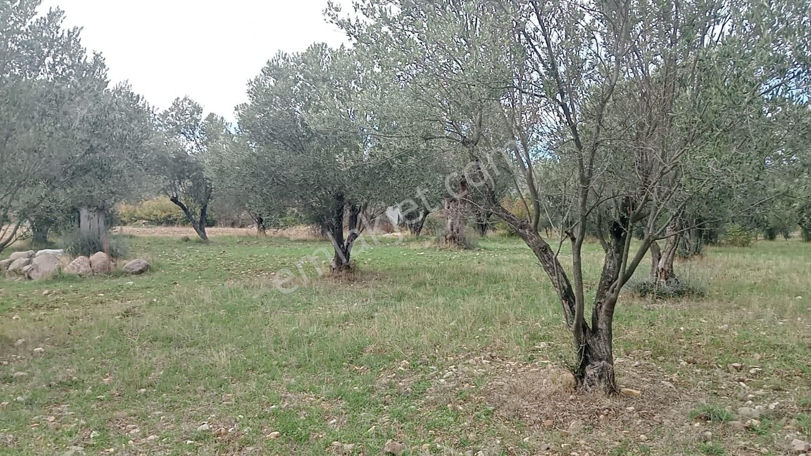 Göçbeyliye 650 Metre Mesafede 7280 M2 Zeytinlik - Görsel 15