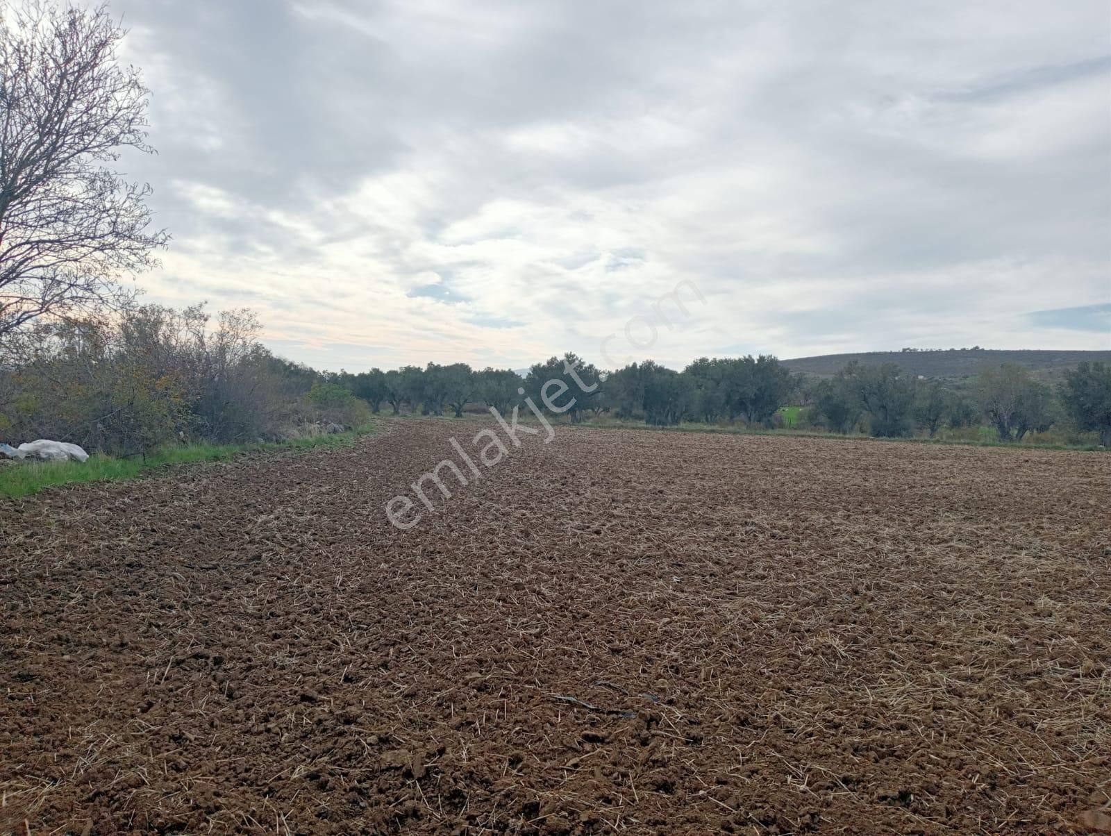 Göçbeyliye 650 Metre Mesafede 7280 M2 Zeytinlik - Görsel 19