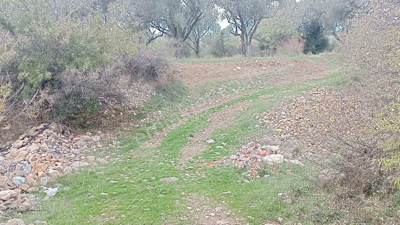 Göçbeyliye 650 Metre Mesafede 7280 M2 Zeytinlik - Görsel 4