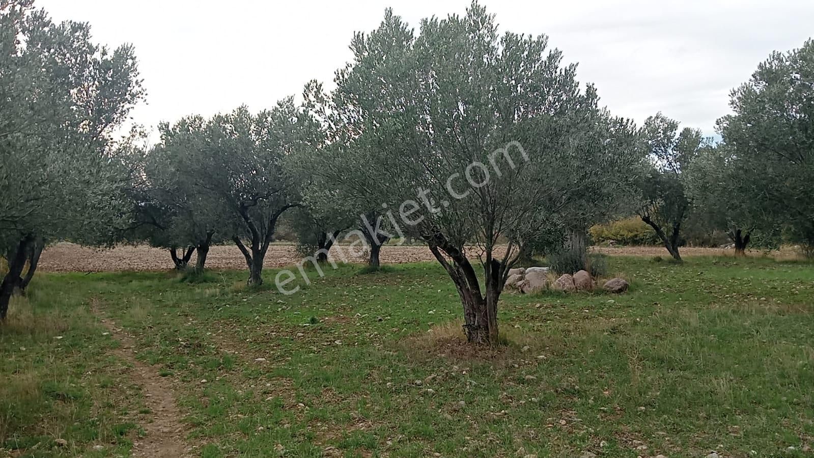 Göçbeyliye 650 Metre Mesafede 7280 M2 Zeytinlik - Görsel 11