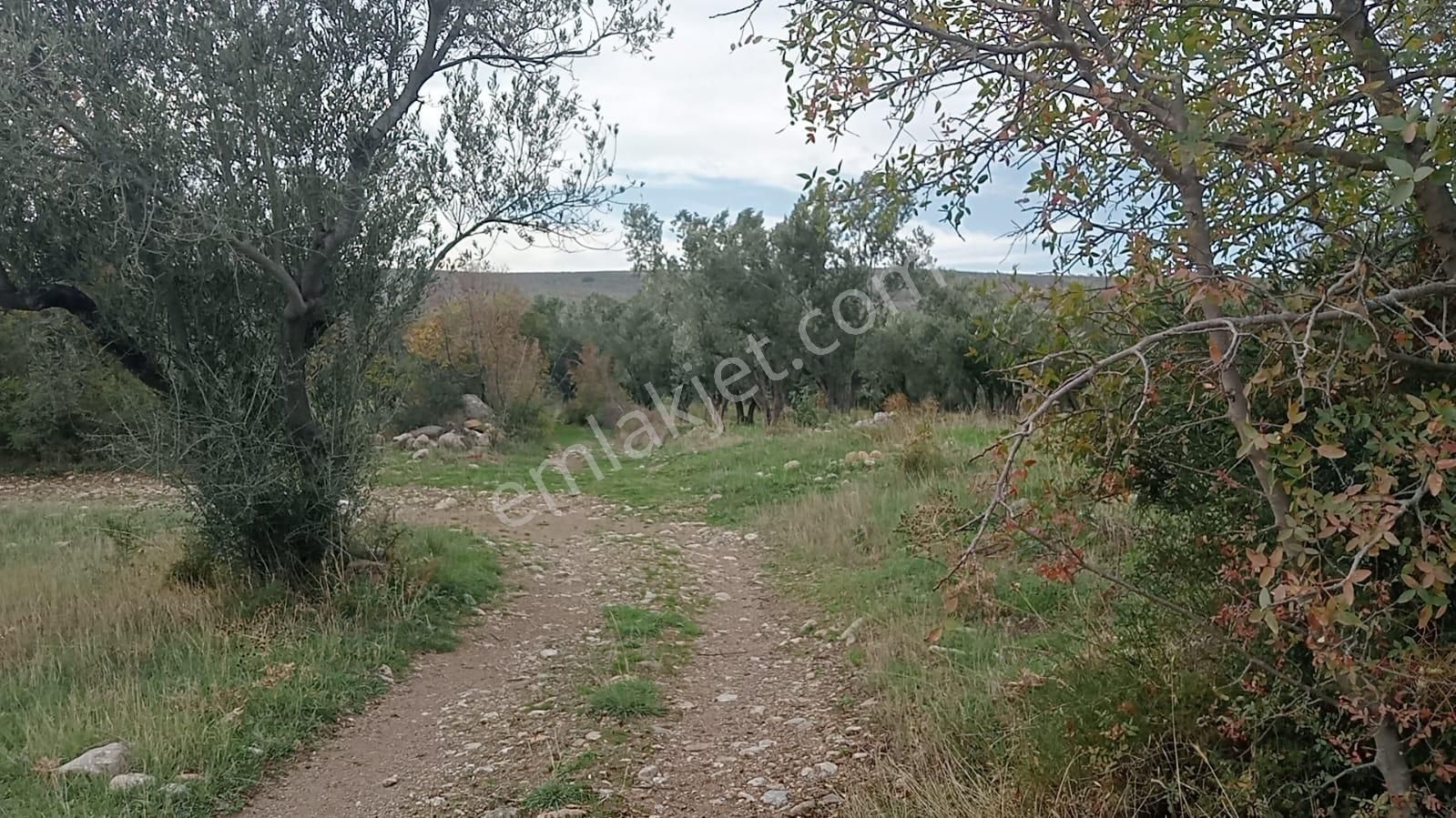 Göçbeyliye 650 Metre Mesafede 7280 M2 Zeytinlik - Görsel 8