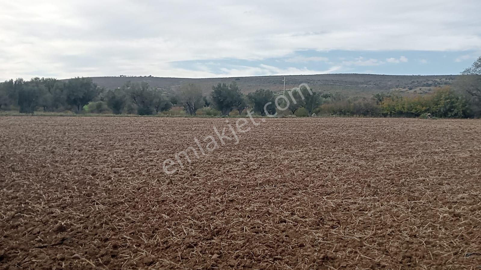 Göçbeyliye 650 Metre Mesafede 7280 M2 Zeytinlik - Görsel 14