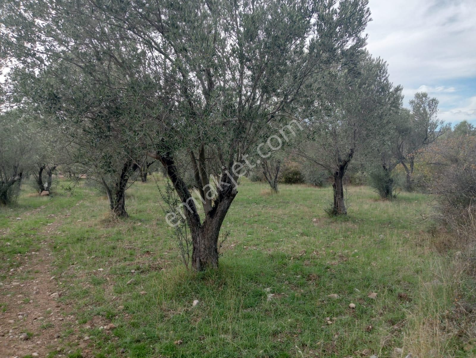 Göçbeyliye 650 Metre Mesafede 7280 M2 Zeytinlik - Görsel 22
