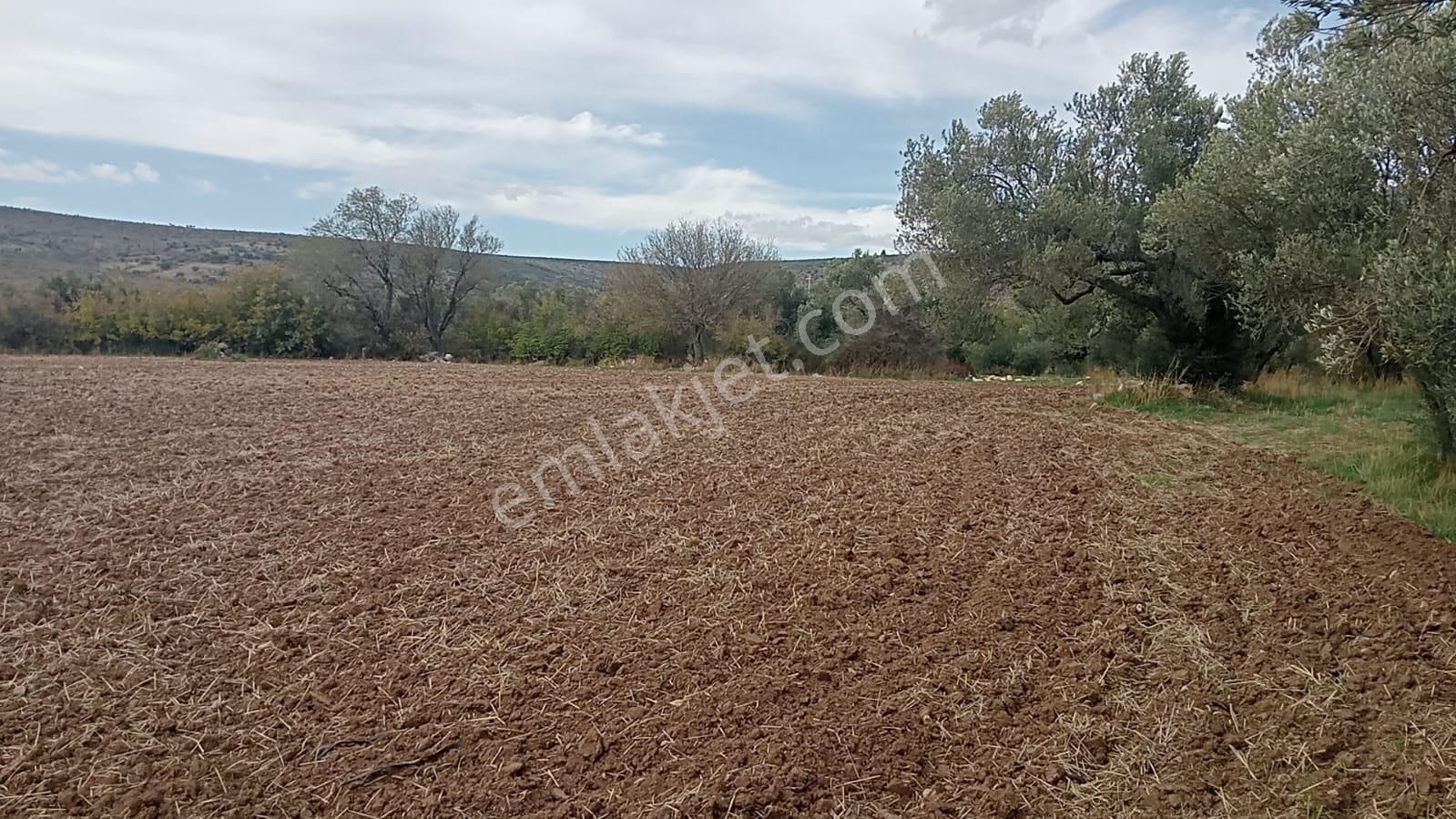 Göçbeyliye 650 Metre Mesafede 7280 M2 Zeytinlik - Görsel 17