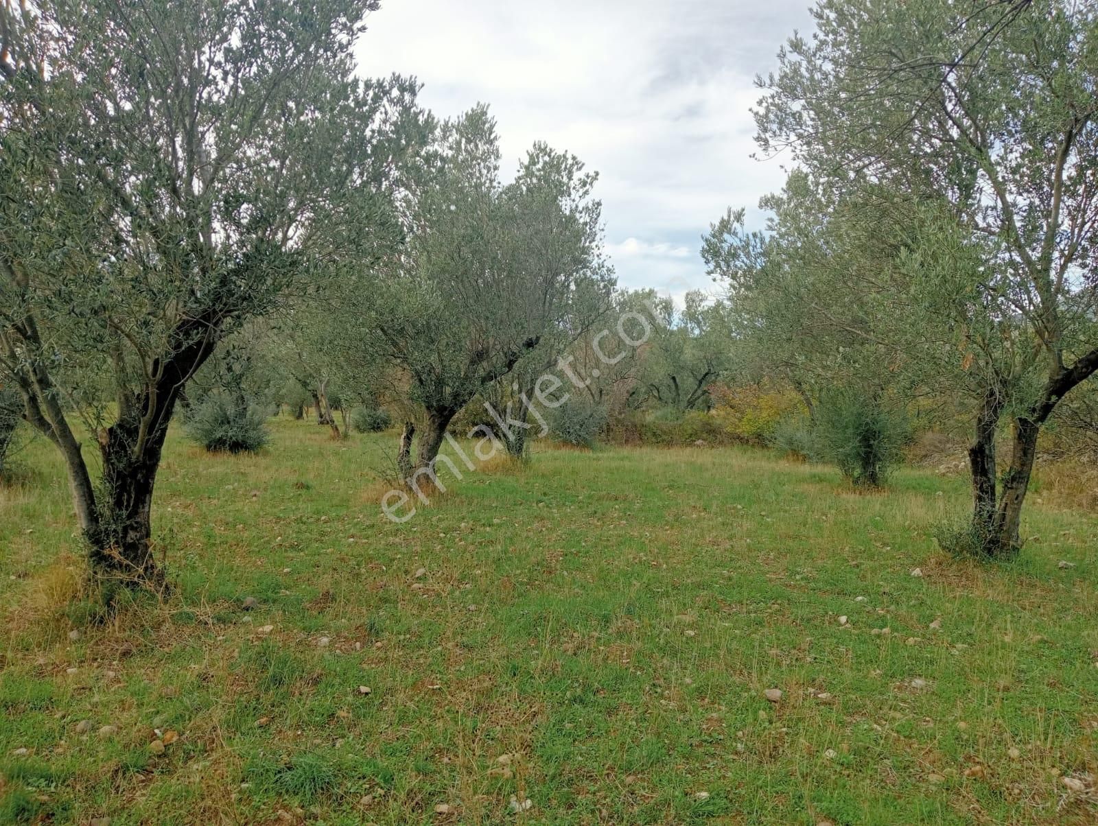 Göçbeyliye 650 Metre Mesafede 7280 M2 Zeytinlik - Görsel 23