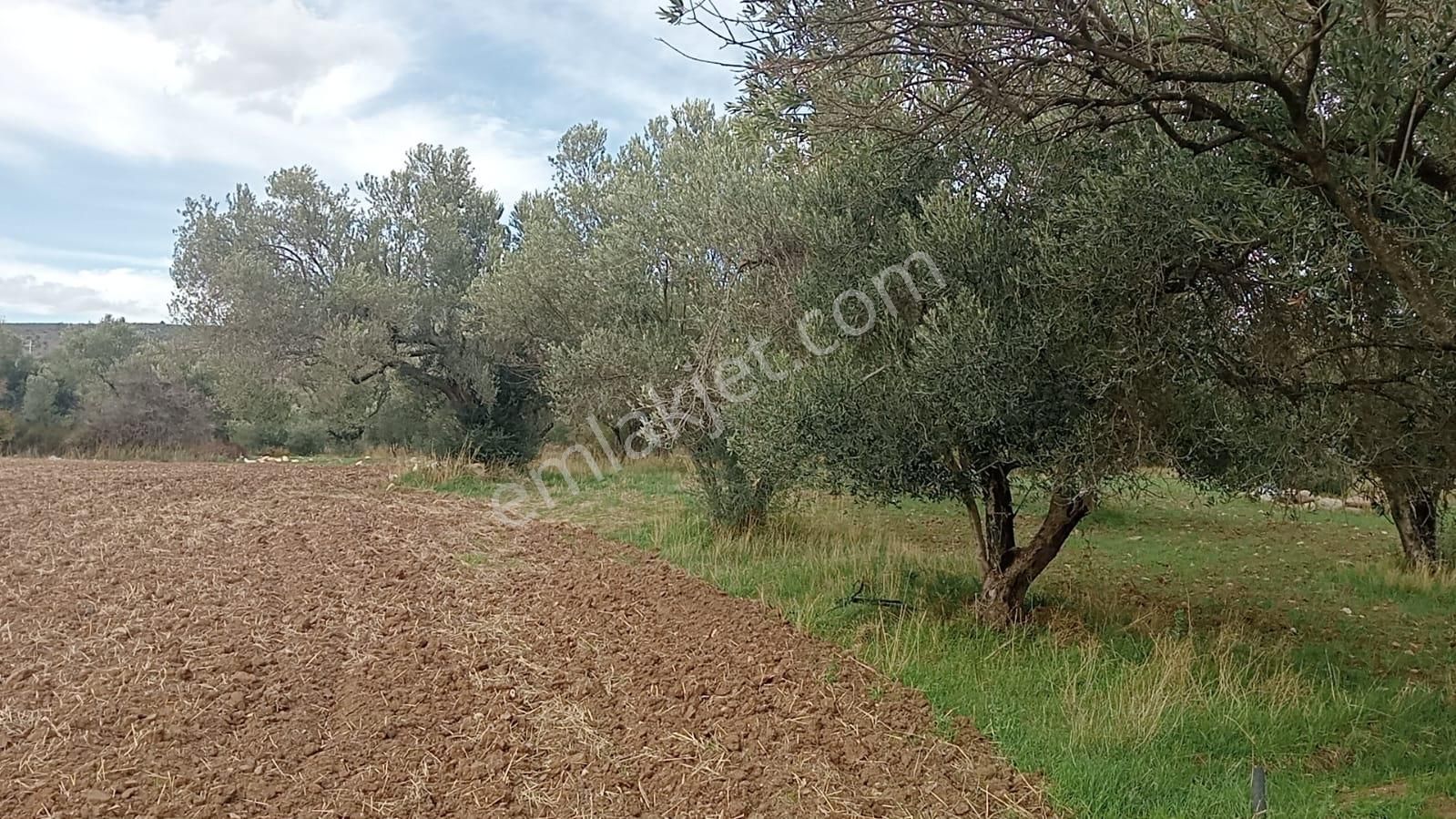 Göçbeyliye 650 Metre Mesafede 7280 M2 Zeytinlik - Görsel 12