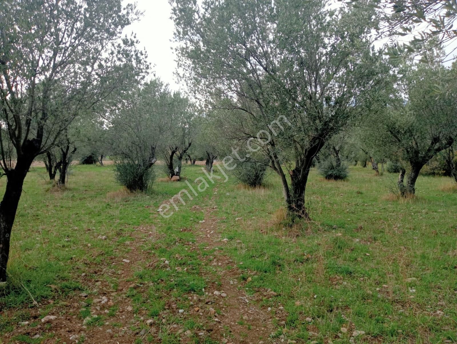 Göçbeyliye 650 Metre Mesafede 7280 M2 Zeytinlik - Görsel 25