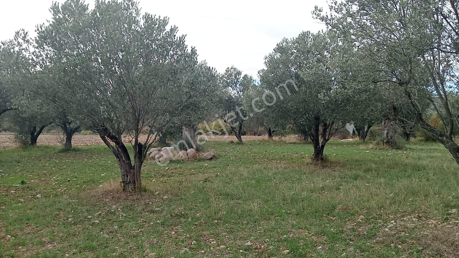 Göçbeyliye 650 Metre Mesafede 7280 M2 Zeytinlik - Görsel 13