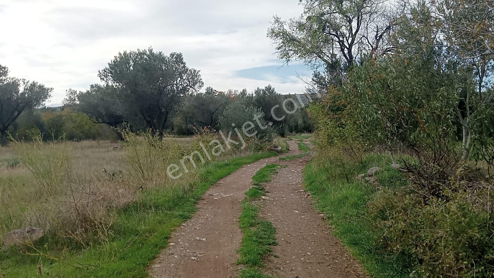 Göçbeyliye 650 Metre Mesafede 7280 M2 Zeytinlik - Görsel 5