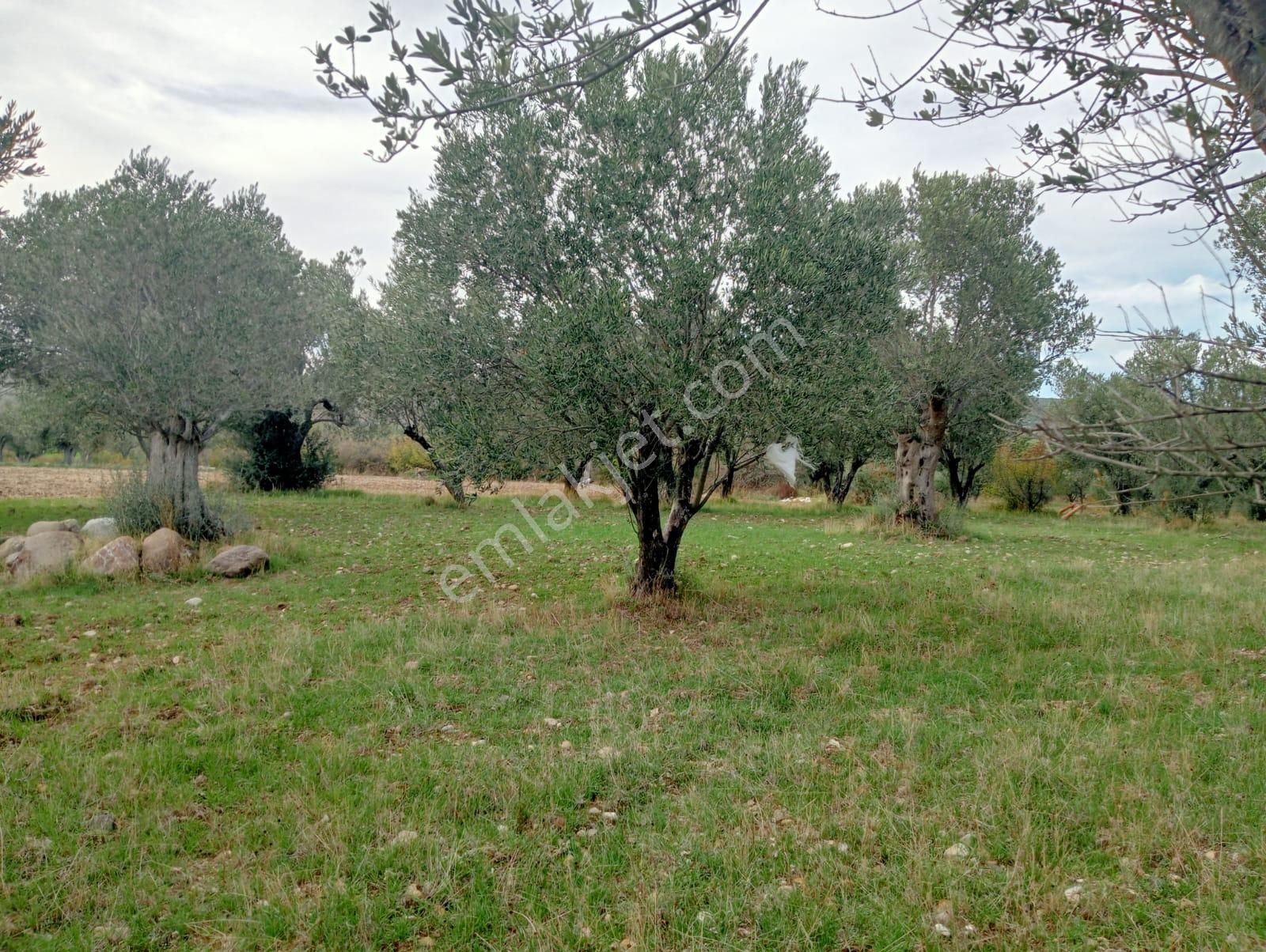 Göçbeyliye 650 Metre Mesafede 7280 M2 Zeytinlik - Görsel 24