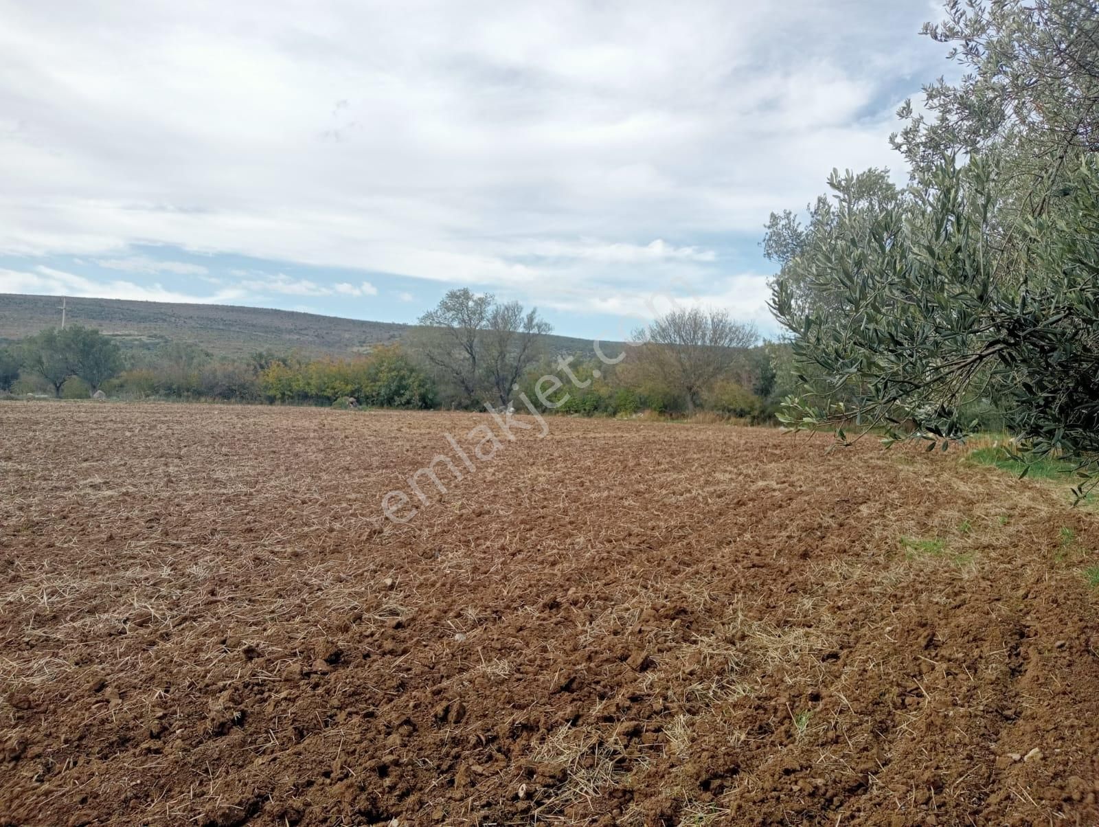 Göçbeyliye 650 Metre Mesafede 7280 M2 Zeytinlik - Görsel 20