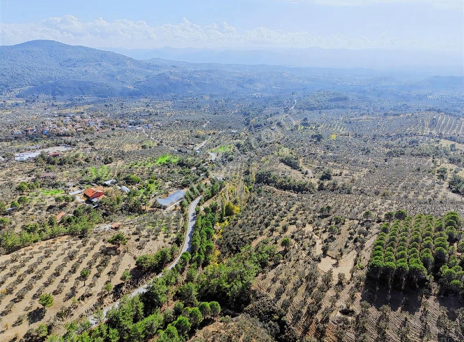 Edremit Merkeze 7 Km 19.911 M2 Zeytinlik Fıstık Çamı - Görsel 8