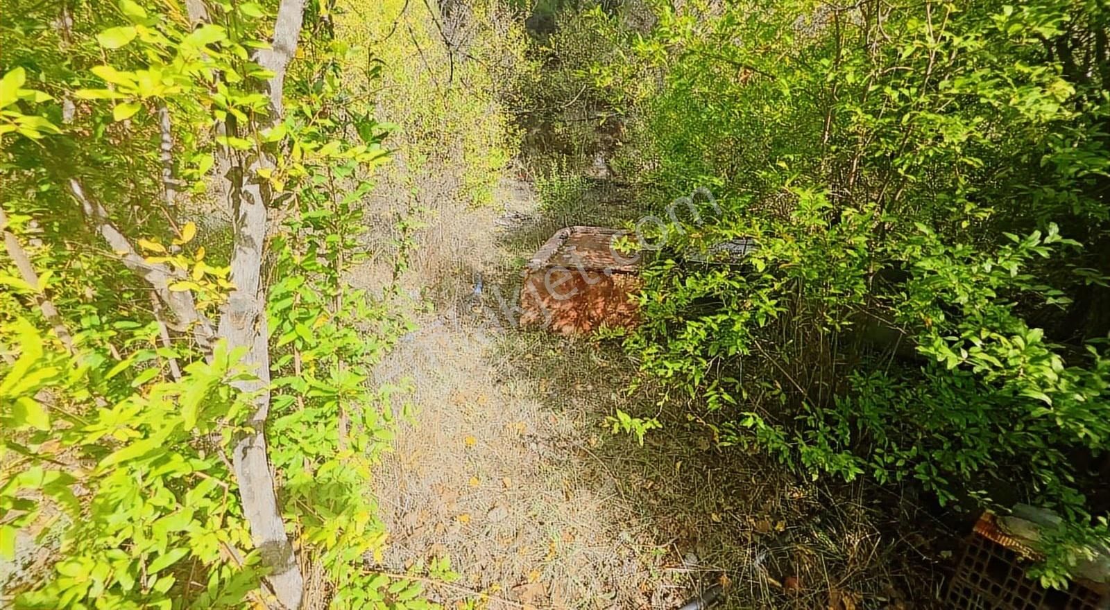 Edremit Merkeze 7 Km 19.911 M2 Zeytinlik Fıstık Çamı - Görsel 2