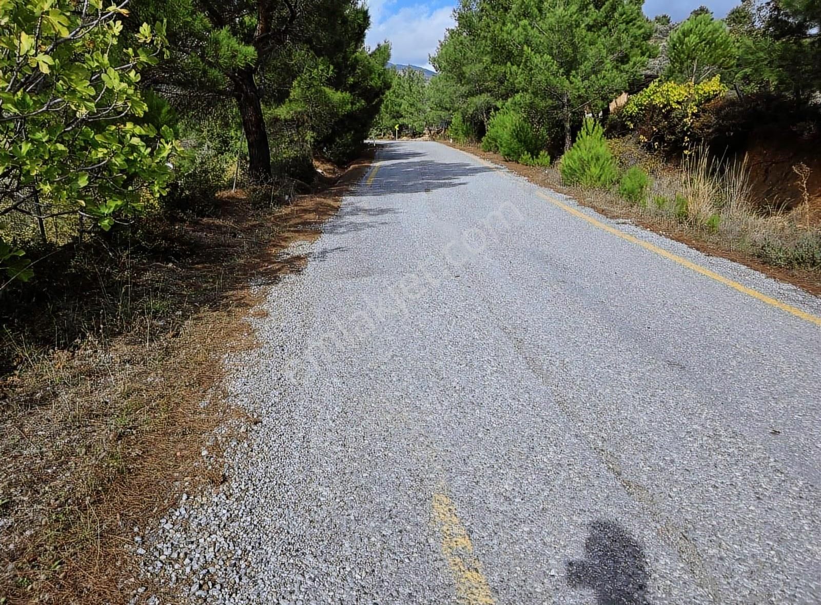 Edremit Merkeze 7 Km 19.911 M2 Zeytinlik Fıstık Çamı - Görsel 18