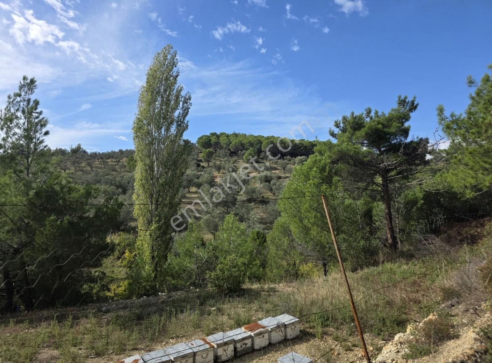 Edremit Merkeze 7 Km 19.911 M2 Zeytinlik Fıstık Çamı - Görsel 23