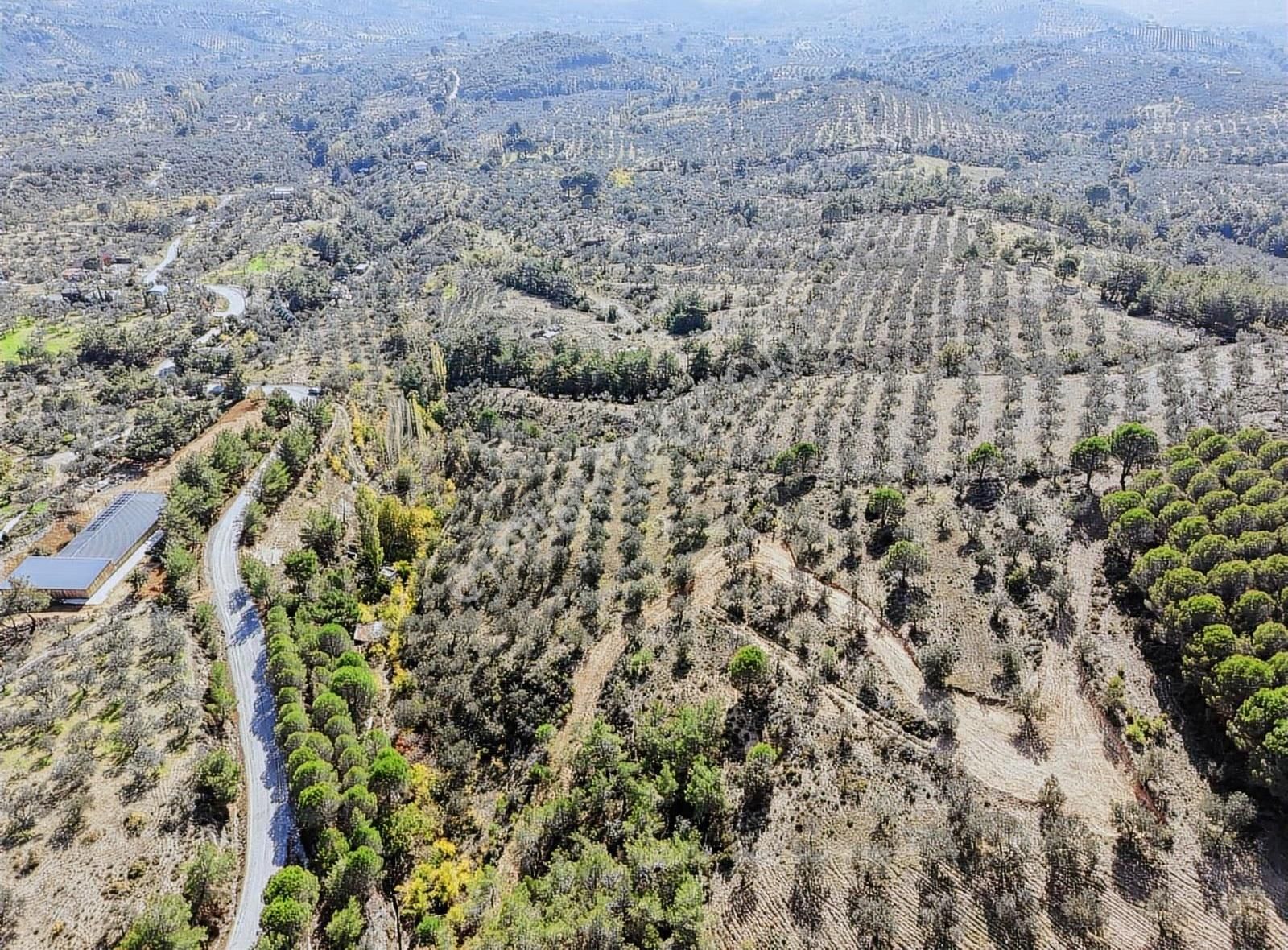 Edremit Merkeze 7 Km 19.911 M2 Zeytinlik Fıstık Çamı - Görsel 12