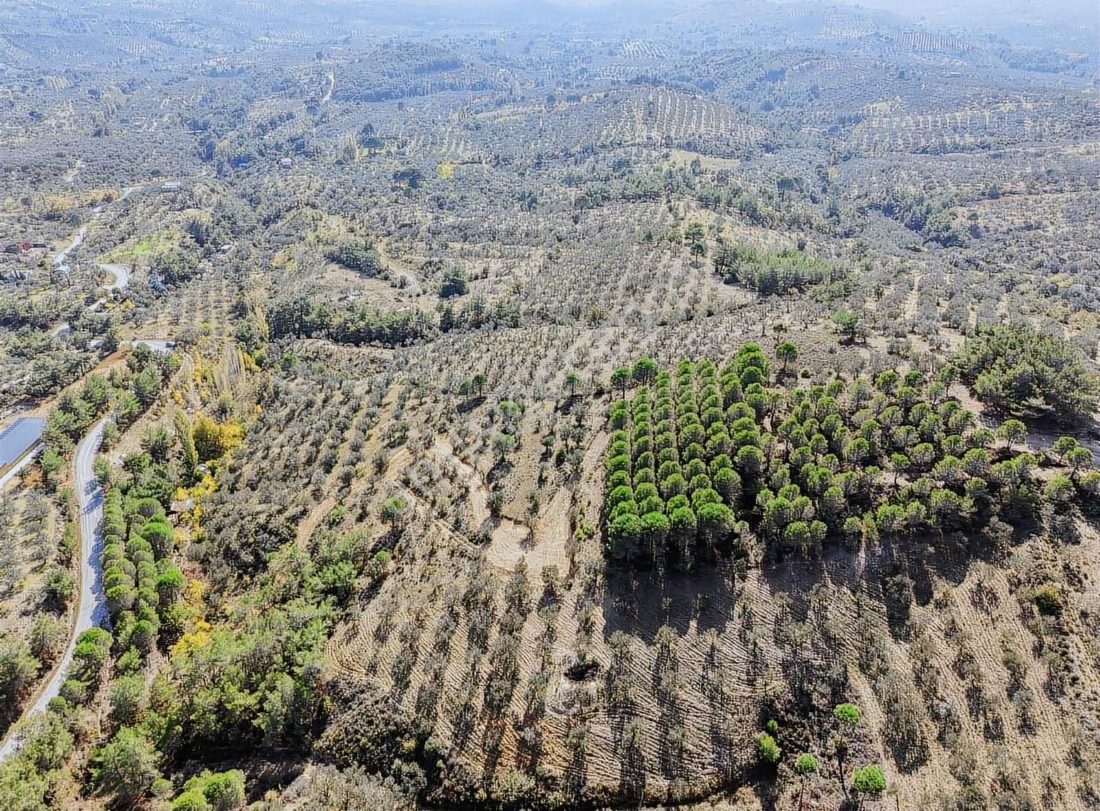 Edremit Merkeze 7 Km 19.911 M2 Zeytinlik Fıstık Çamı - Görsel 26