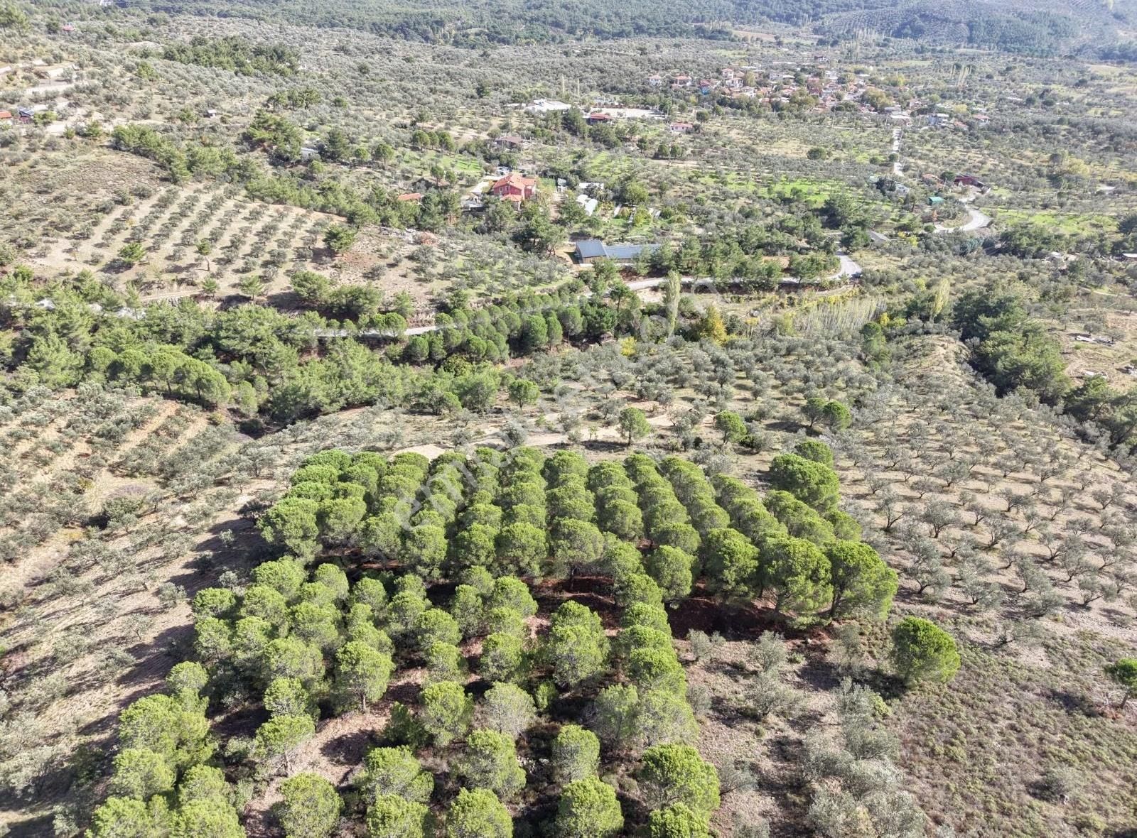 Edremit Merkeze 7 Km 19.911 M2 Zeytinlik Fıstık Çamı - Görsel 30