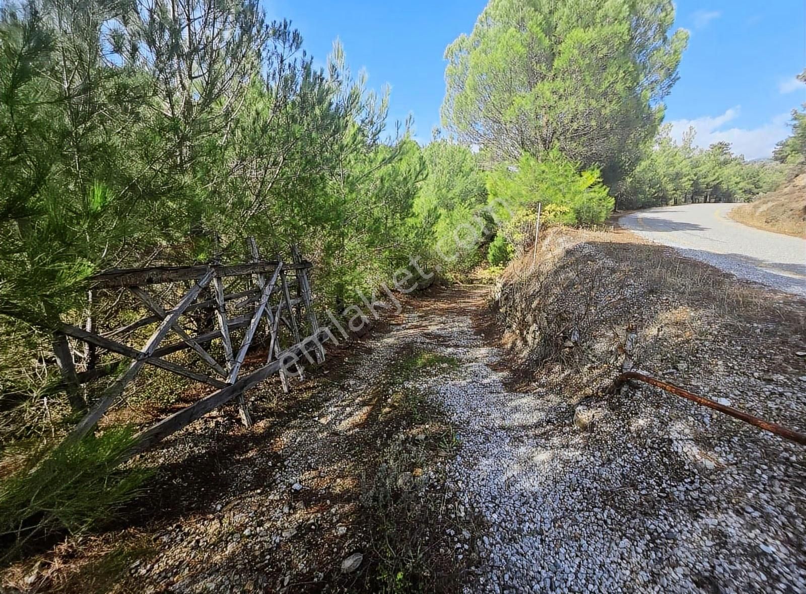 Edremit Merkeze 7 Km 19.911 M2 Zeytinlik Fıstık Çamı - Görsel 10