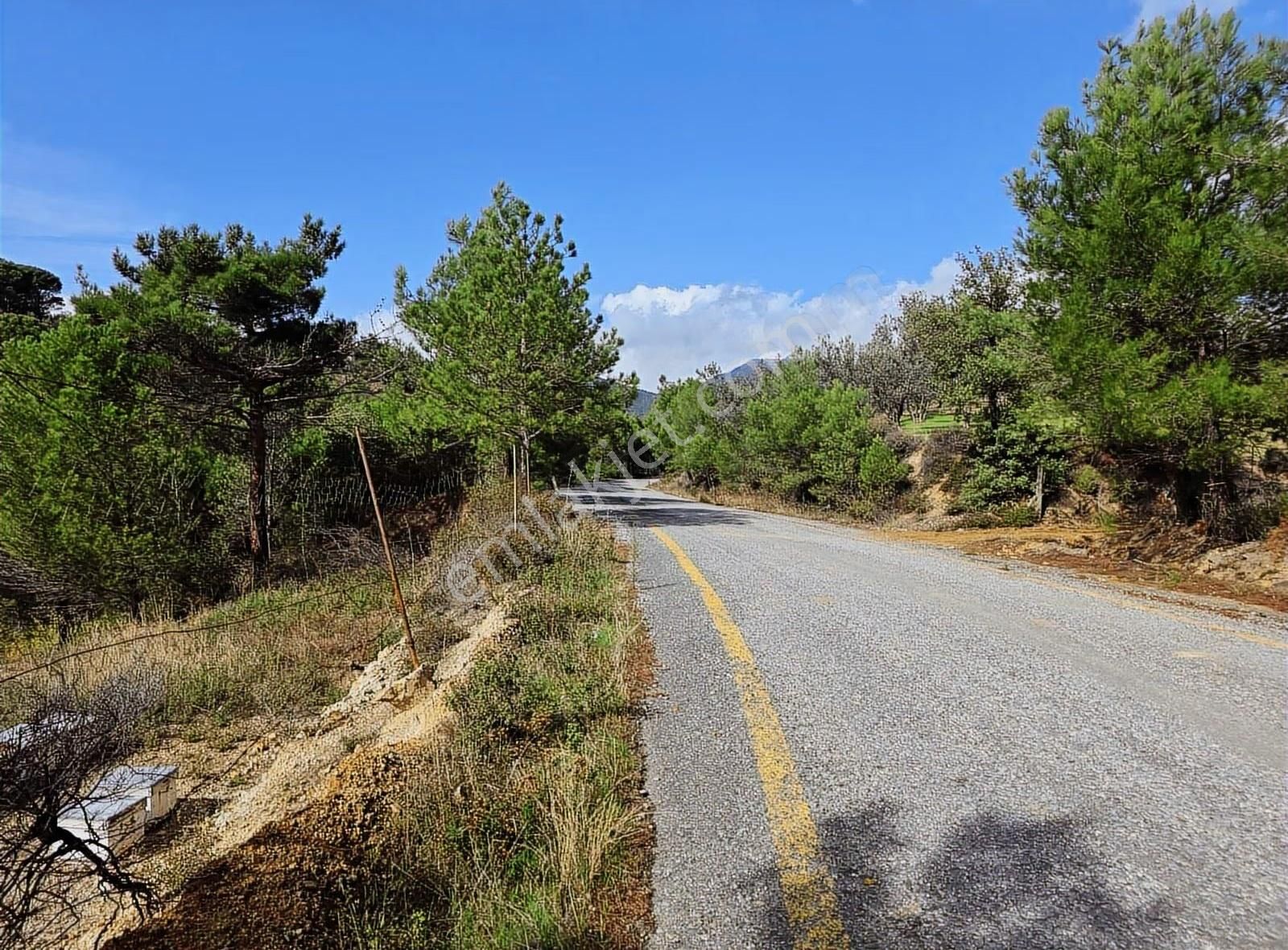 Edremit Merkeze 7 Km 19.911 M2 Zeytinlik Fıstık Çamı - Görsel 21